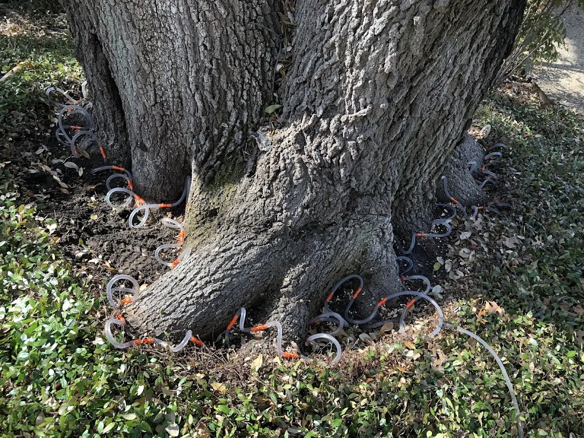 Detailed Tree Cabling and Bracing job site in San Elizario
