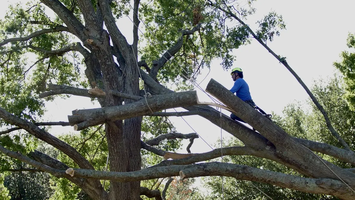 Professional Hazardous Tree Removal performed by certified arborists in San Elizario