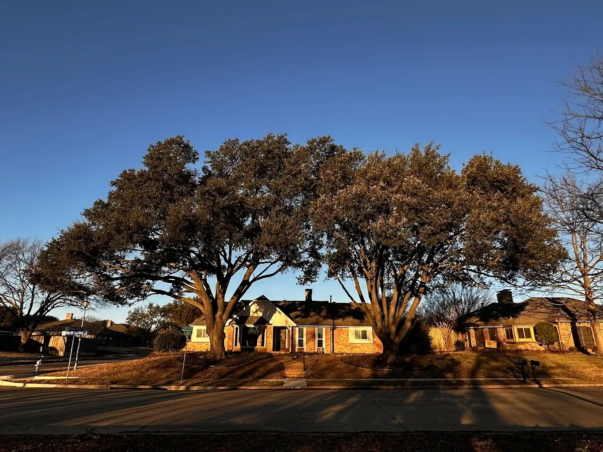 Established residential canopy tree shading a home in San Elizario